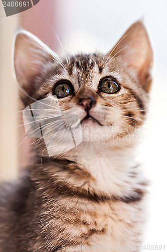 Image of Kitten