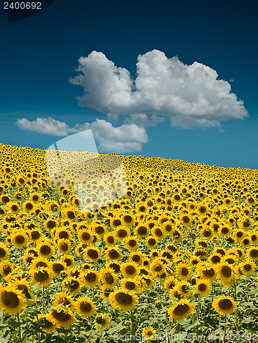 Image of Sunflower Field