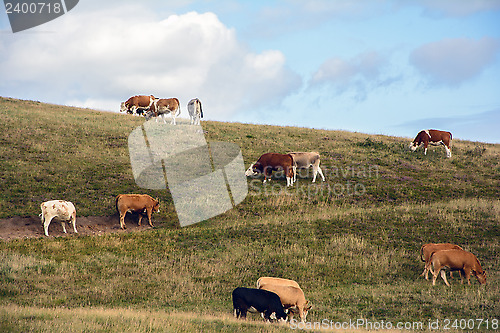 Image of Cows