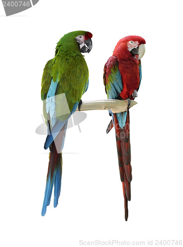 Image of Colorful  Macaw Parrots