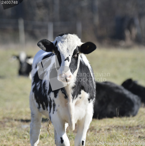 Image of Calves On The Field 