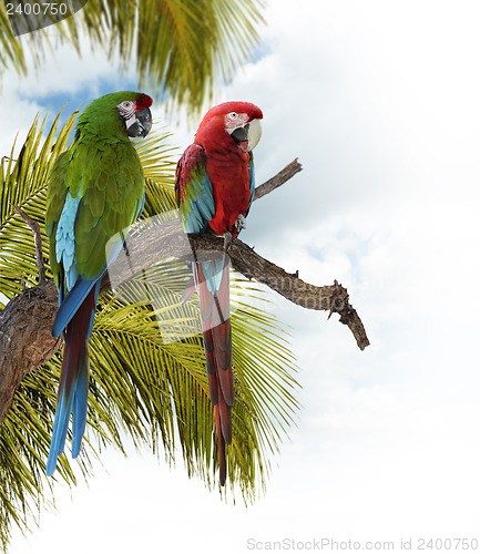 Image of Colorful  Macaw Parrots