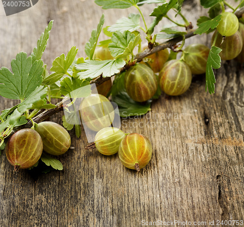 Image of Gooseberries 