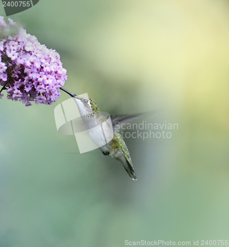 Image of Ruby Throated Hummingbird 