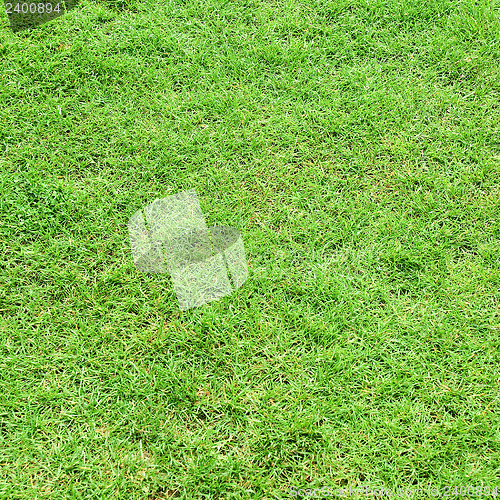 Image of Grass meadow