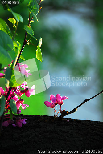 Image of Blooming tree at spring