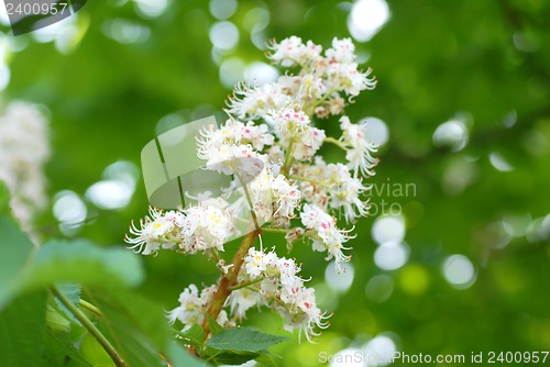 Image of Blooming chestnut