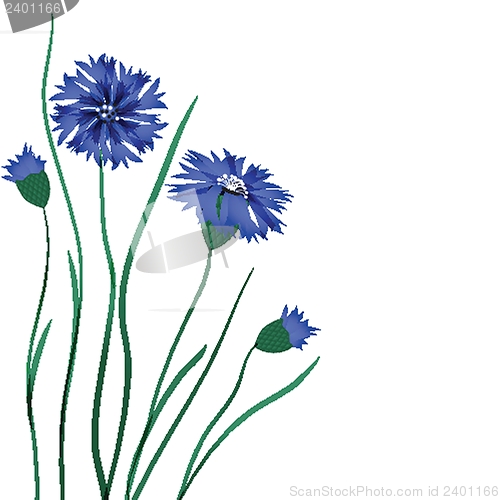 Image of Beautiful blue cornflower isolated on white background