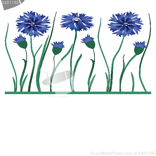 Image of Beautiful blue cornflower isolated on white background