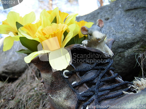 Image of A daffodil in a shoe