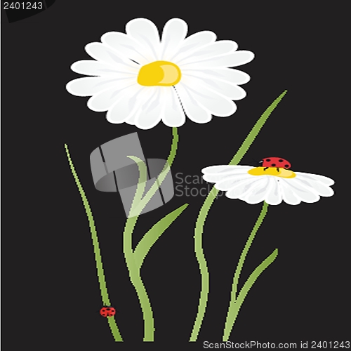 Image of beautiful flower daisy on background