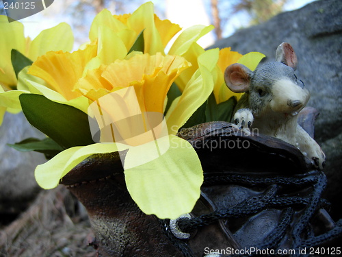 Image of A daffodil in a shoe