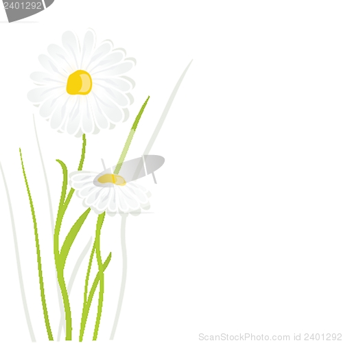 Image of beautiful flower daisy on background