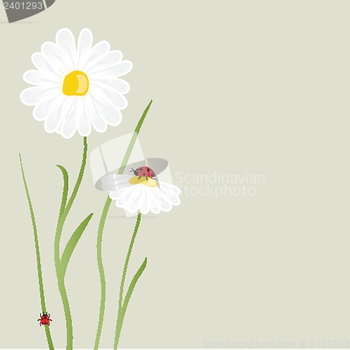 Image of beautiful flower daisy on background