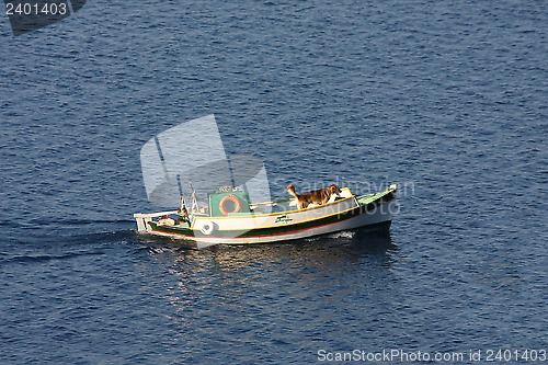 Image of Dog on the boat