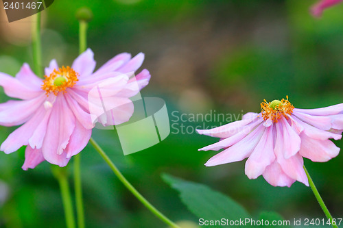 Image of Beautiful soft pink aster with yellow centre sway in the breeze