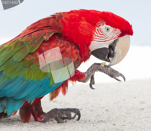 Image of Colorful parrot in captivity