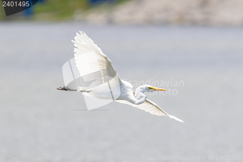 Image of Great Egret (Ardea alba modesta), American subspecies