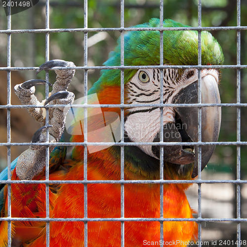 Image of Colorful parrot in captivity