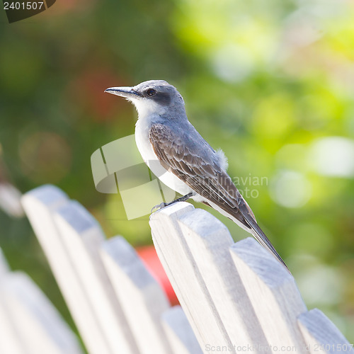 Image of Grey Kingbird (Tyrannus dominicensis)