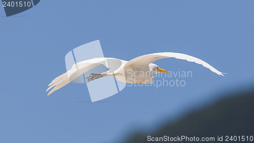 Image of Great Egret (Ardea alba modesta), American subspecies