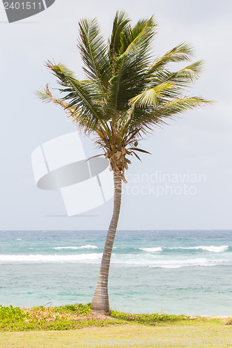 Image of Palm tree in a beach