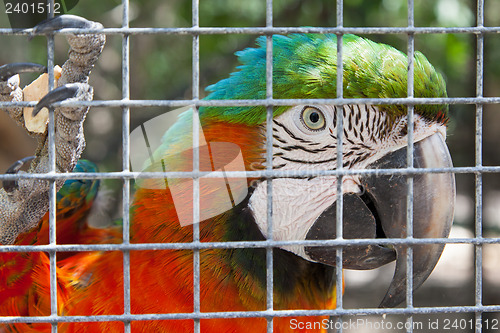 Image of Colorful parrot in captivity