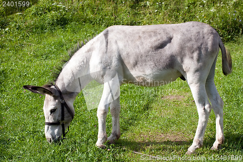 Image of grey donkey