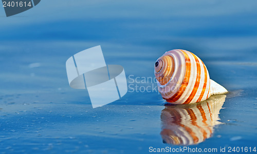 Image of Shell on a beach with reflection