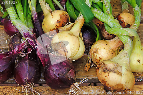 Image of Fresh onions to dry