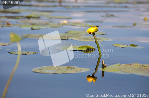 Image of yellow water lily