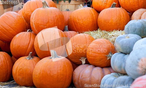 Image of pumpkin patch