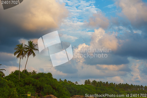 Image of Landscape with tropical trees and coconut palms