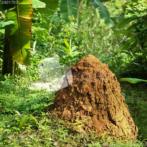Image of Termitary in a tropical forest. Thailand