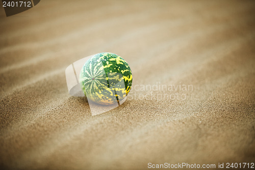 Image of Desert melon (Citrullus colocynthis) on sand