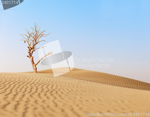 Image of Lonely dry tree in sand desert