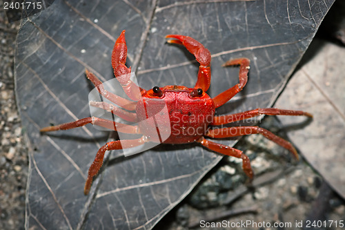 Image of Red land crab. Thailand