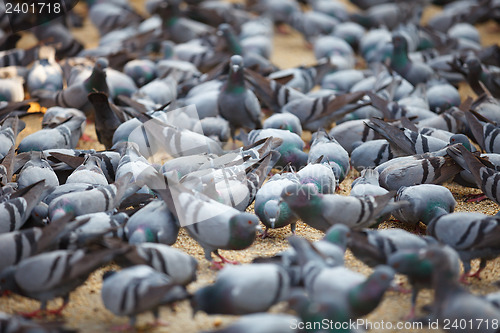 Image of Fed pigeons at the square. Jaipur, India
