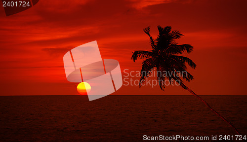 Image of Palm tree silhouette on sunset sky background