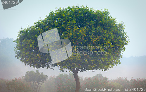Image of Tree in the fog