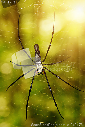 Image of Large tropical spider - nephila (golden orb)