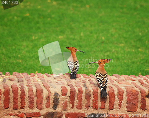 Image of Two hoopoe on an ancient brick wall