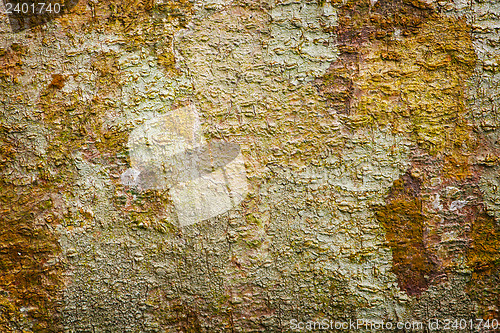 Image of The bark of tropical wood - a natural background