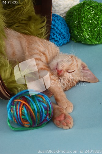Image of Little Orange Tabby Kitten in Studio