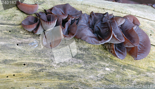 Image of tree fungus