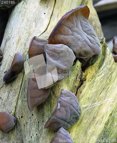 Image of tree fungus