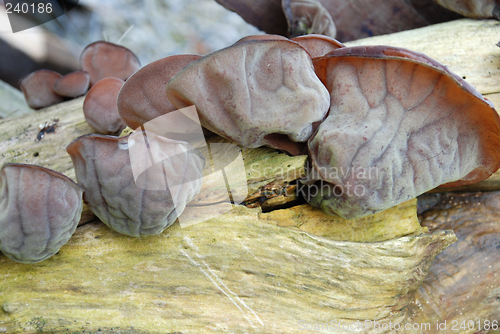 Image of tree fungus