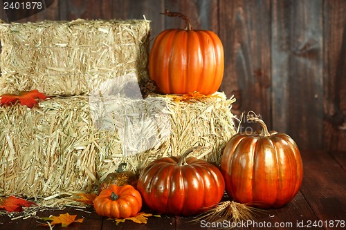 Image of Fall Themed Scene With Pumpkins on Wood 