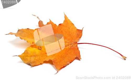 Image of Autumn maple leaf on white background