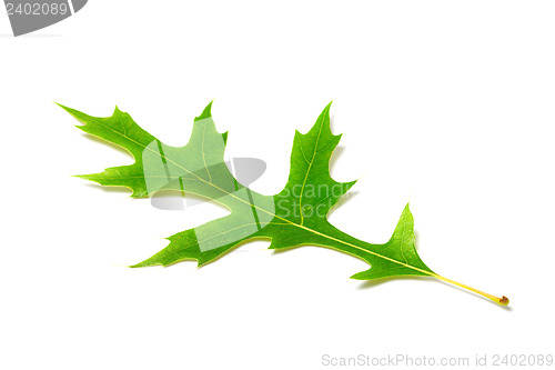 Image of Green oak leaf on white background